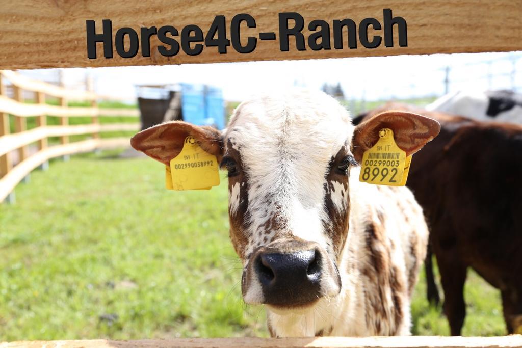 Отель 4C Horse Ranch Hainichen Экстерьер фото